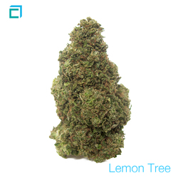 Thumb 8194 lemon tree