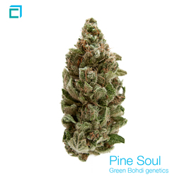 Thumb pine soul